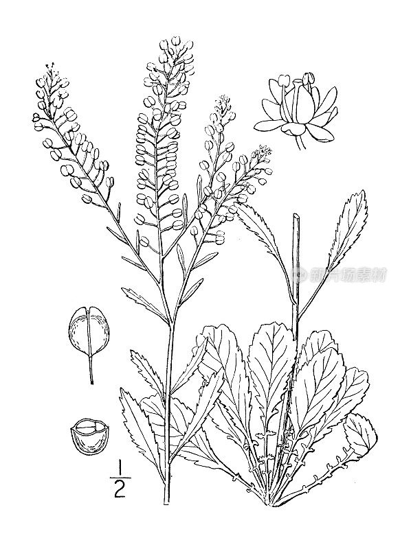 古植物学植物插图:Lepidium Virginicum，野生胡椒草